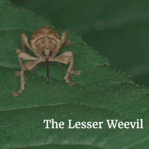 lesser-weevil